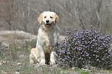 GOLDEN RETRIEVER 436